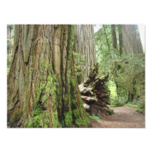 Naturfotografie Redwood Trees Forest
