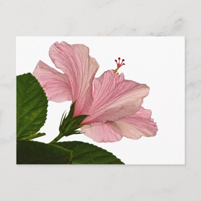 Naturfotografie Rosa Hibiskus Schließen Foto Postkarte (Vorderseite)
