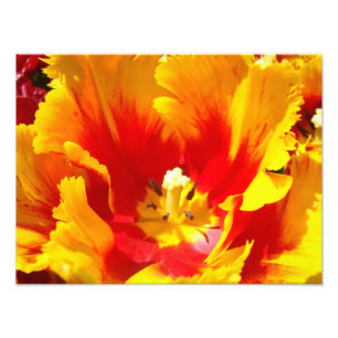 Naturfotografie Rot Gelb Fine Art Druck