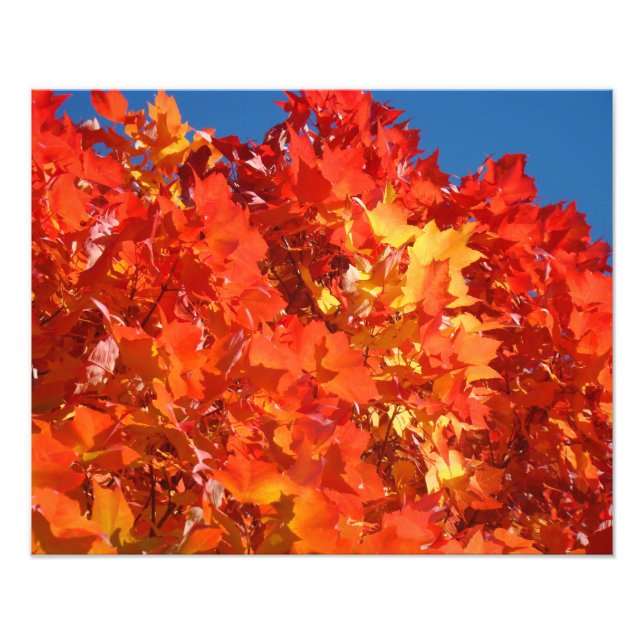 Naturfotografie Rotes Gelbes Herbstblatt Fotodruck (Vorne)