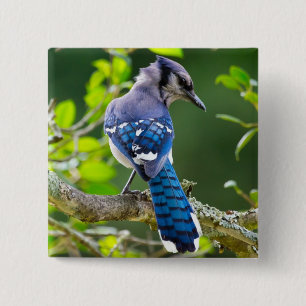 Naturfotografie Schüchterne Blaue Jay Bekleidung G Button