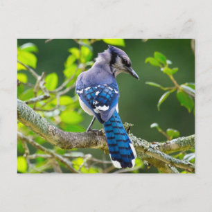 Naturfotografie Schüchterne Blaue Jay Bekleidung G Postkarte