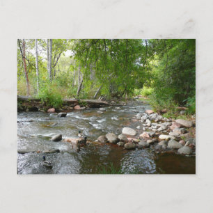Naturfotografie von Oak Creek und Stockenten Postkarte