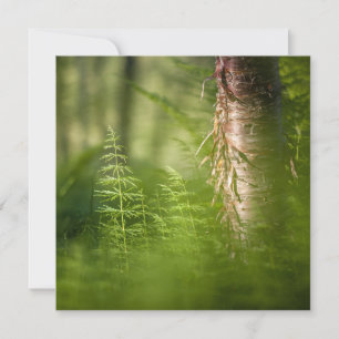 Naturfotokarte für das grüne Horsetail