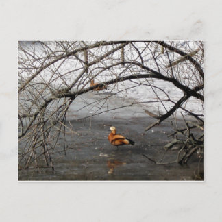 Naturfotos Postkarte
