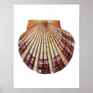 Naturgeschichte-Kunst-Druck der Poster