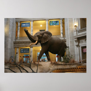 Naturgeschichte-Museums-Elefant Poster