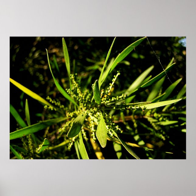 Naturgrün Poster (Vorne)