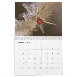 Naturinspirierter Kalender 2026