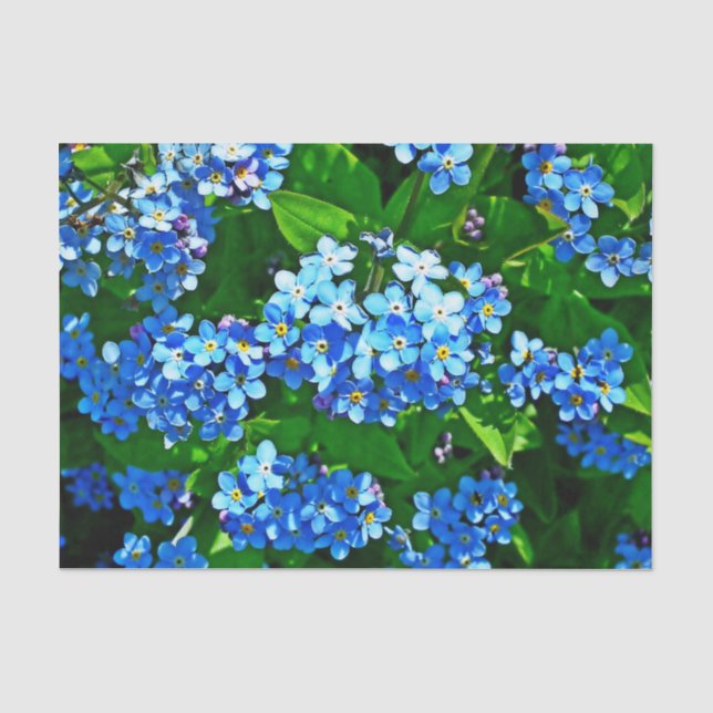 Naturinspirierungen Helles Blau Vergessen Sie mir  Seidenpapier (Vorderseite)