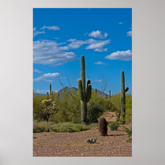 Naturkakteen Landschaft 3994 Poster