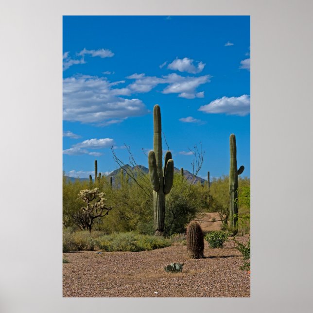 Naturkakteen Landschaft 3994 Poster (Vorne)