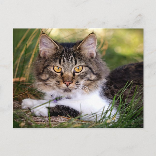 Naturkatzenpostkarte Postkarte (Vorderseite)