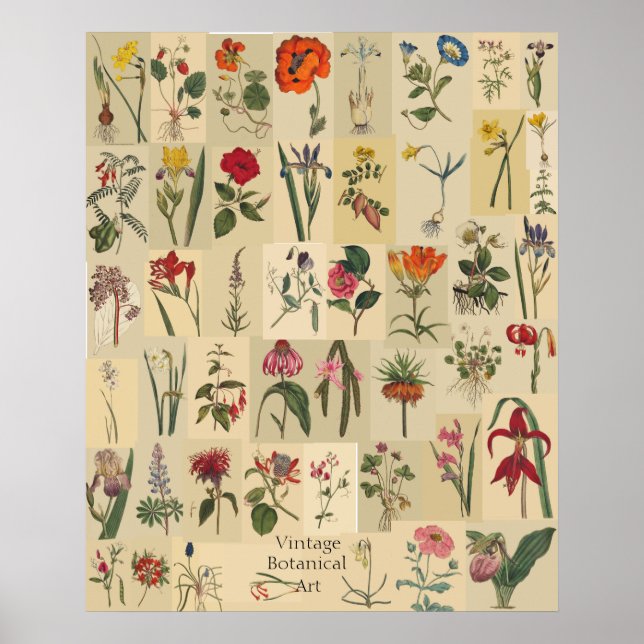 Naturkunde Vintage Botanicals Collage Print Poster (Vorne)