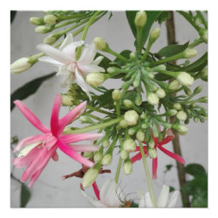 NATURKUNST FÜR BLUME FOTODRUCK