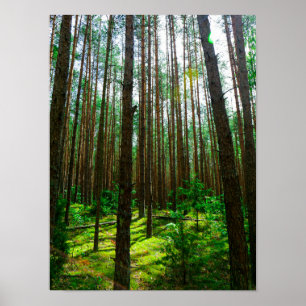 Naturlandschaft erforschen Forest Belarus Poster