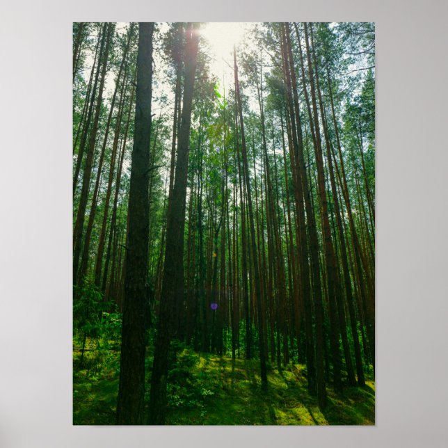 Naturlandschaft erforschen Forest Belarus Poster (Vorne)