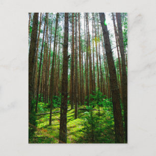 Naturlandschaft Forest Belarus Postkarte