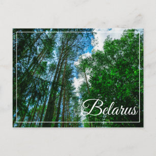 Naturlandschaft Forest Belarus Postkarte