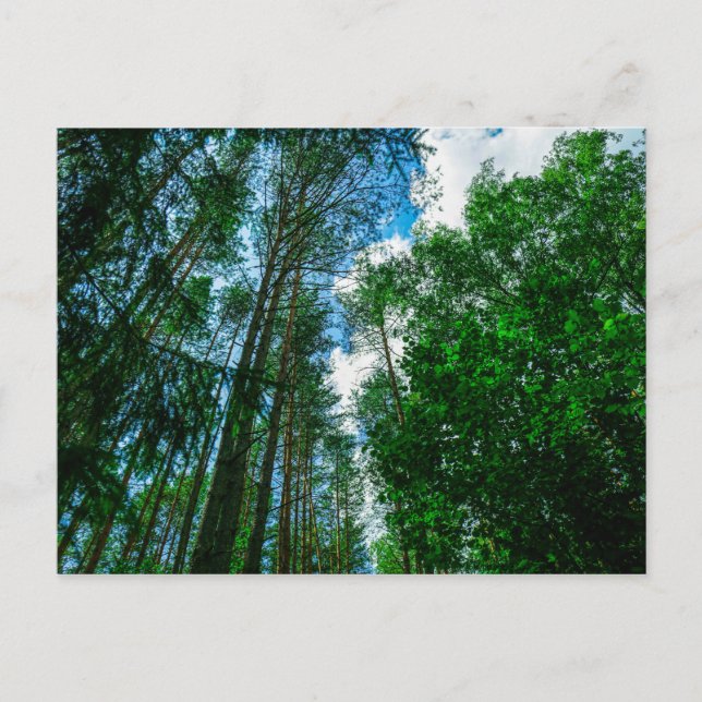 Naturlandschaft Forest Belarus Postkarte (Vorderseite)