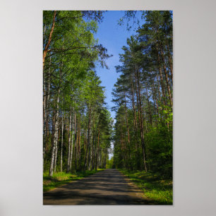 Naturlandschaft Forest Birch Weißrussland Poster