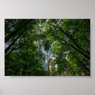 Naturlandschaft Landschaftswald Weißrussland Poste Poster