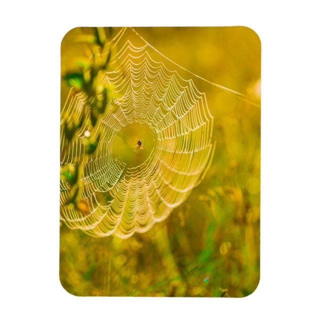 Naturlandschaft Spider Spiderweb Sonnenlicht Magnet (Vertikal)