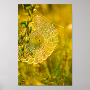 Naturlandschaft Spider Spiderweb Sonnenlicht Poster