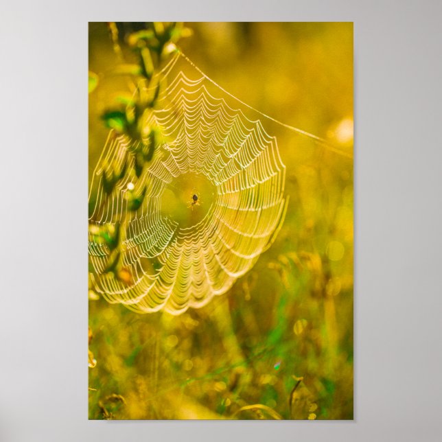 Naturlandschaft Spider Spiderweb Sonnenlicht Poster (Vorne)