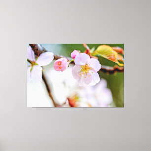 Natürliche Blumenzusammensetzung aus Sakurablüten Leinwanddruck