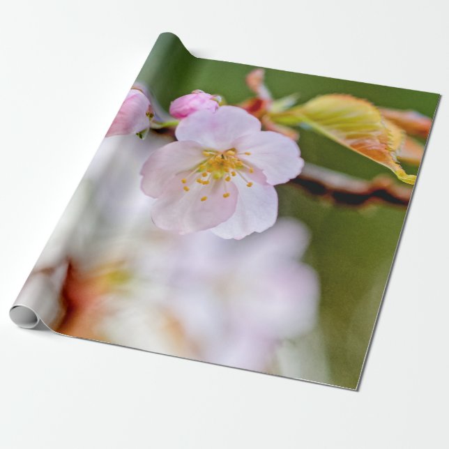 Natürliche Blumenzusammensetzung von Sakura-Blume Geschenkpapier (Ungerollt)