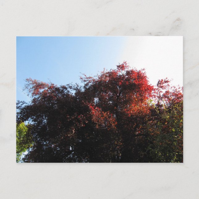 Natürliche Farbe Postkarte (Vorderseite)