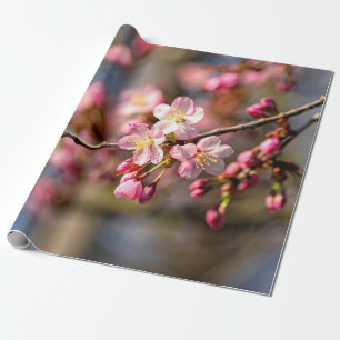 Natürliche Malerei von Sakura-Blume an einem windi Geschenkpapier