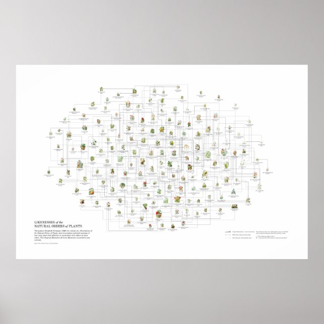 Natürliche Orders von Pflanze - Wahrscheinlichkeit Poster (Vorne)