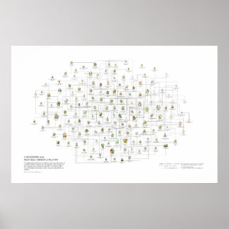 Natürliche Ordnungen der Pflanzen - Ähnlichkeiten Poster