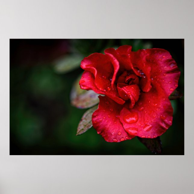 Natürliche Rote Blume Naturfotografie Poster (Vorne)