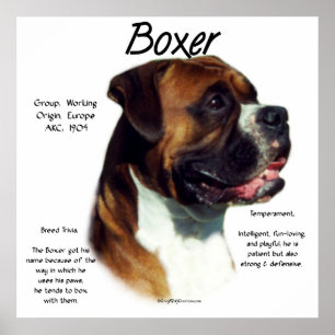 Natürliches Ohr-Boxer-Treffen das Zucht-Plakat Poster