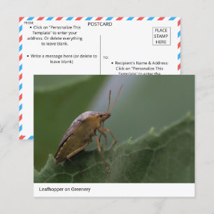Naturparadies: Leafhopper auf der grünen Ebene Postkarte