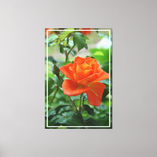 Naturrosa-Rose-Blume Leinwanddruck