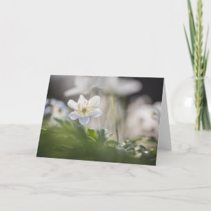 Naturschutzgebiet Holz-Anemone-Foto Karte