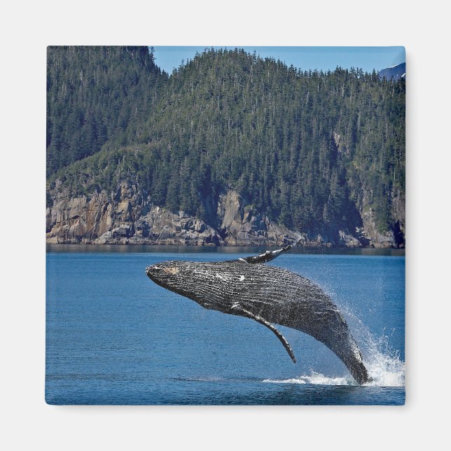 Naturschutzgebiet Humpback Foto Magnet (Vorne)