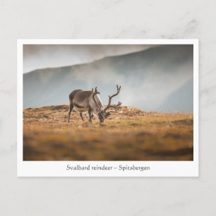 Naturschutzgebiet Svalbard Rentier Foto Postkarte