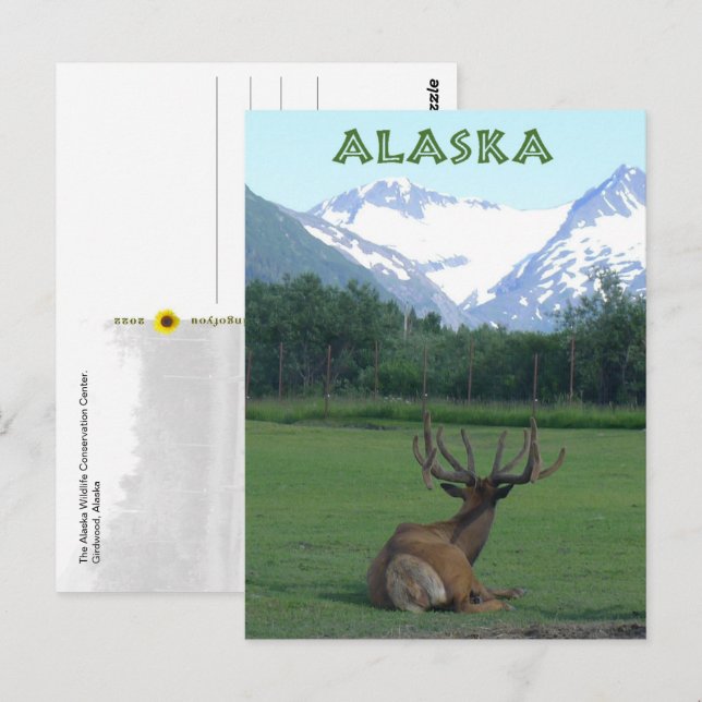 Naturschutzzentrum Alaska Postkarte (Vorne/Hinten)