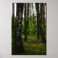 Naturwald Birkenbaum Landschaft Weißrussland