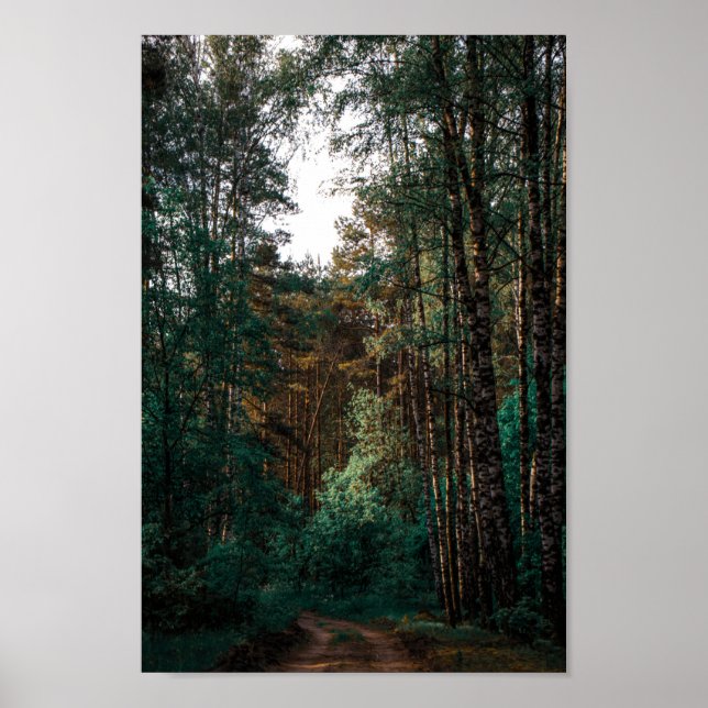 Naturwald Birkenbaum Landschaft Weißrussland Poster (Vorne)
