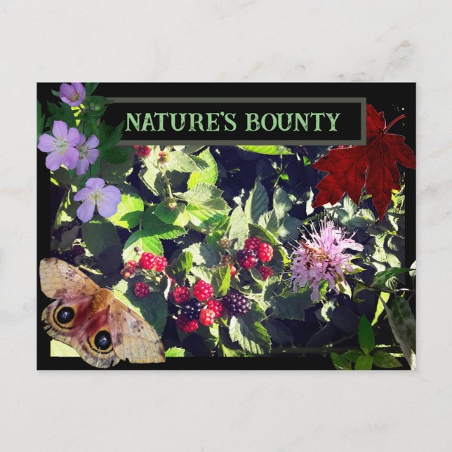 Naturwald Bounty Wild Berries Postkarte (Vorderseite)