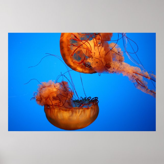 Naturwunder Poster (Vorne)