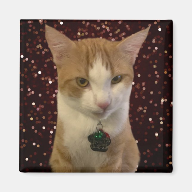 Naughty Cat Magnet (Vorne)