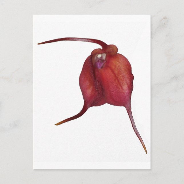 Naughty Orchid Postkarte (Vorderseite)
