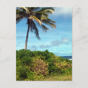 Nauruspalme Postkarte